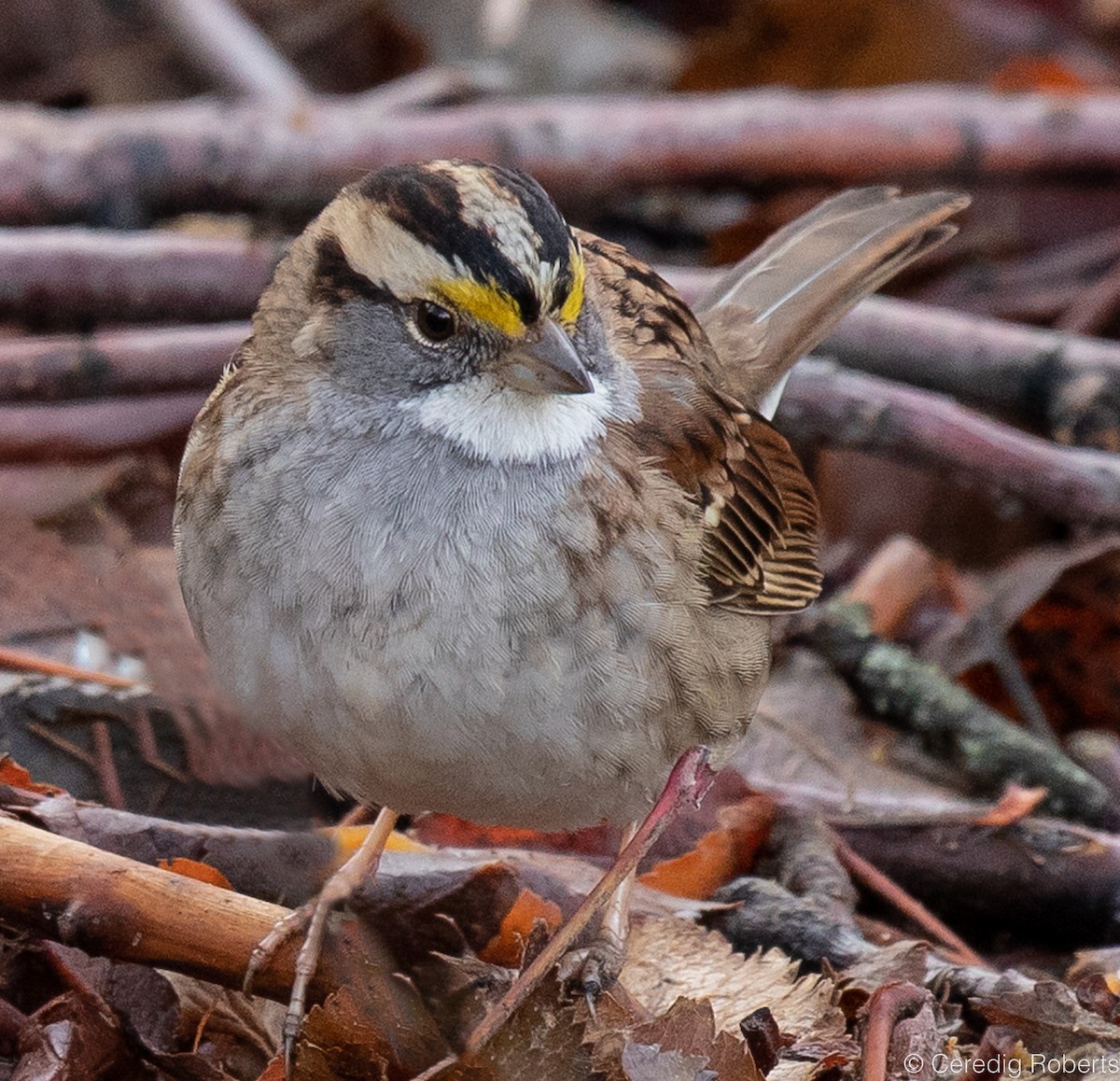 White-throated Sparrow - ML521461001