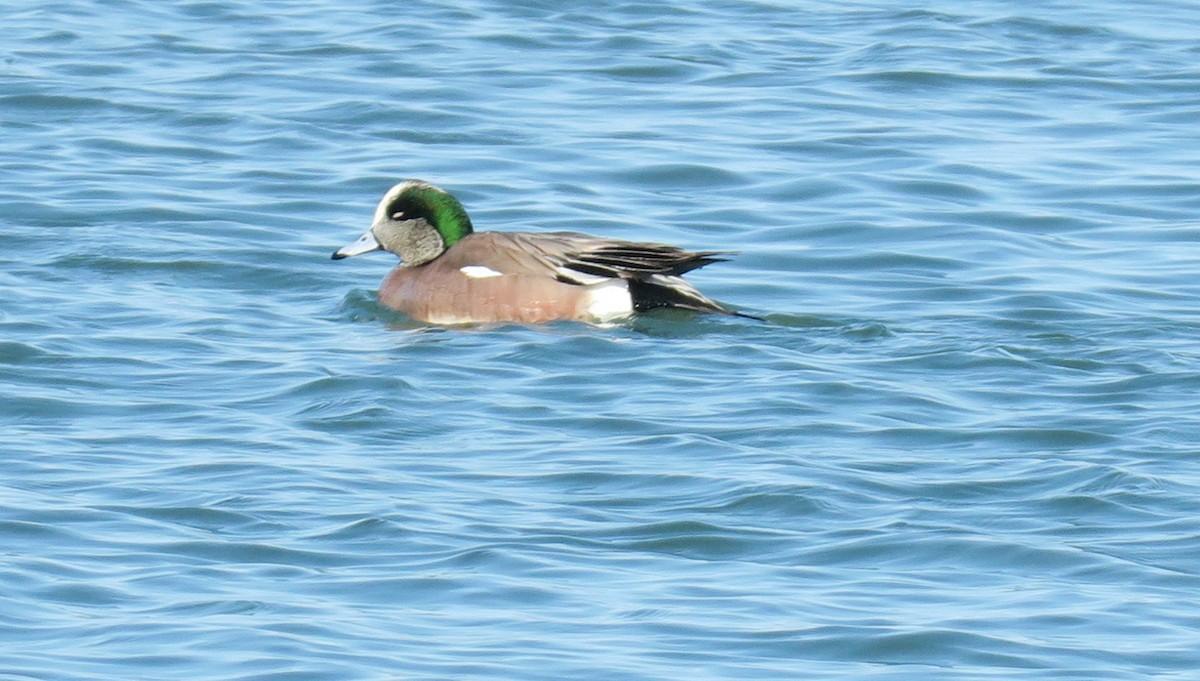 American Wigeon - Mary DeWire