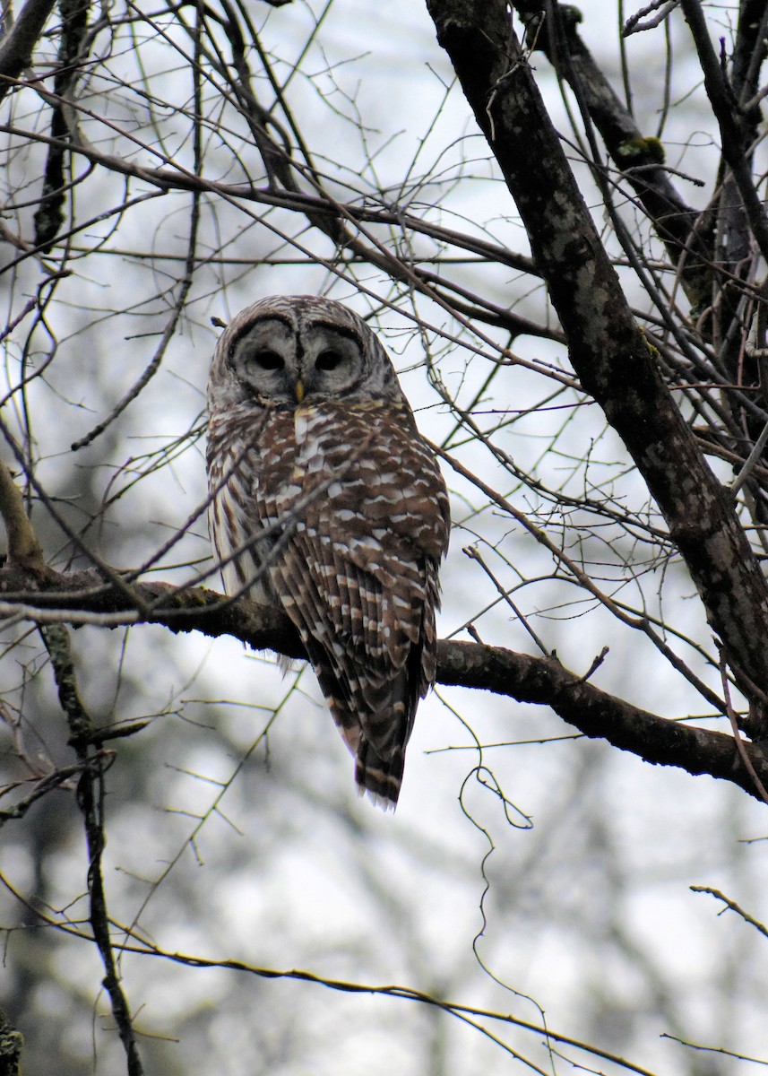Barred Owl - ML521469361