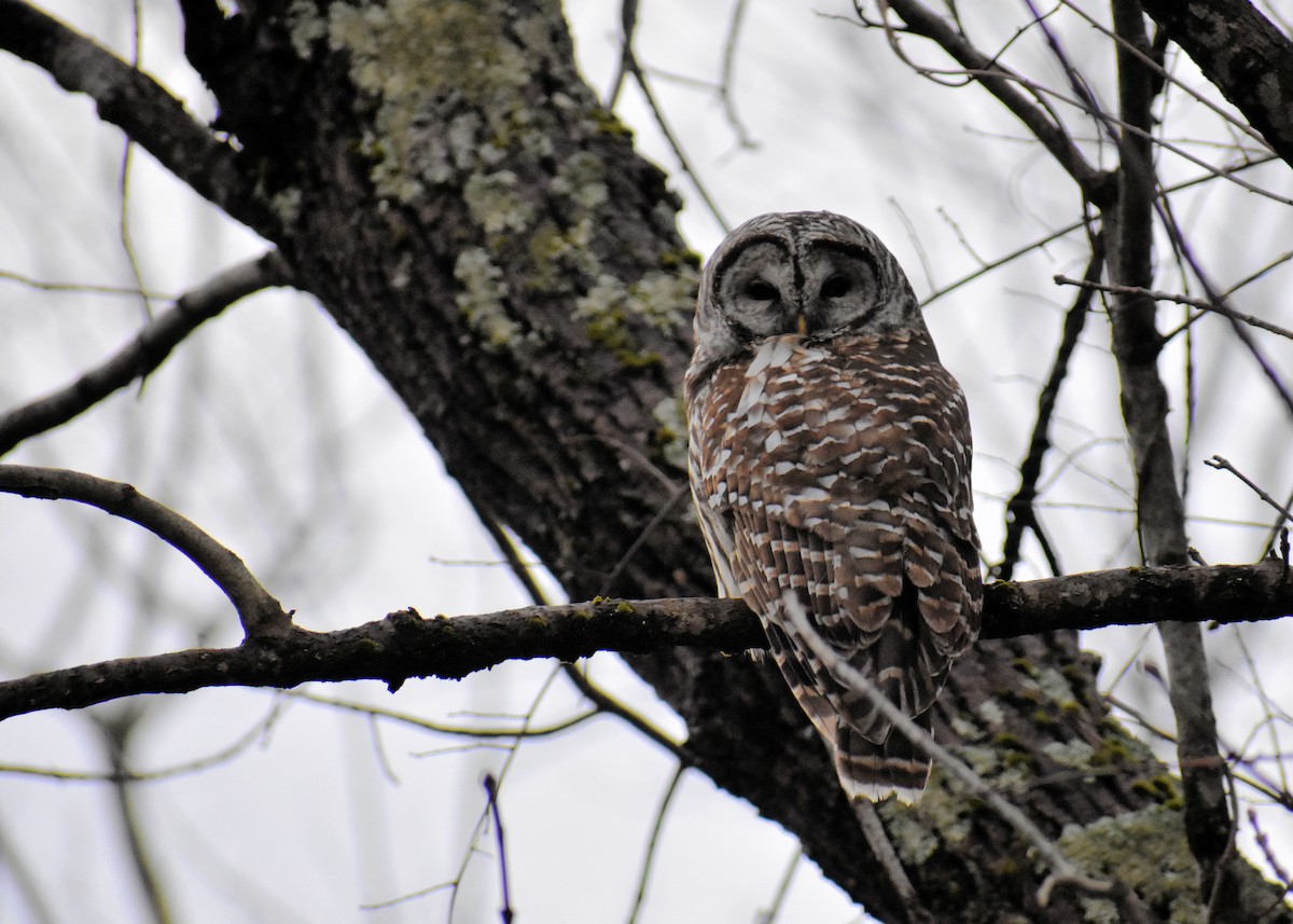 Barred Owl - ML521469371