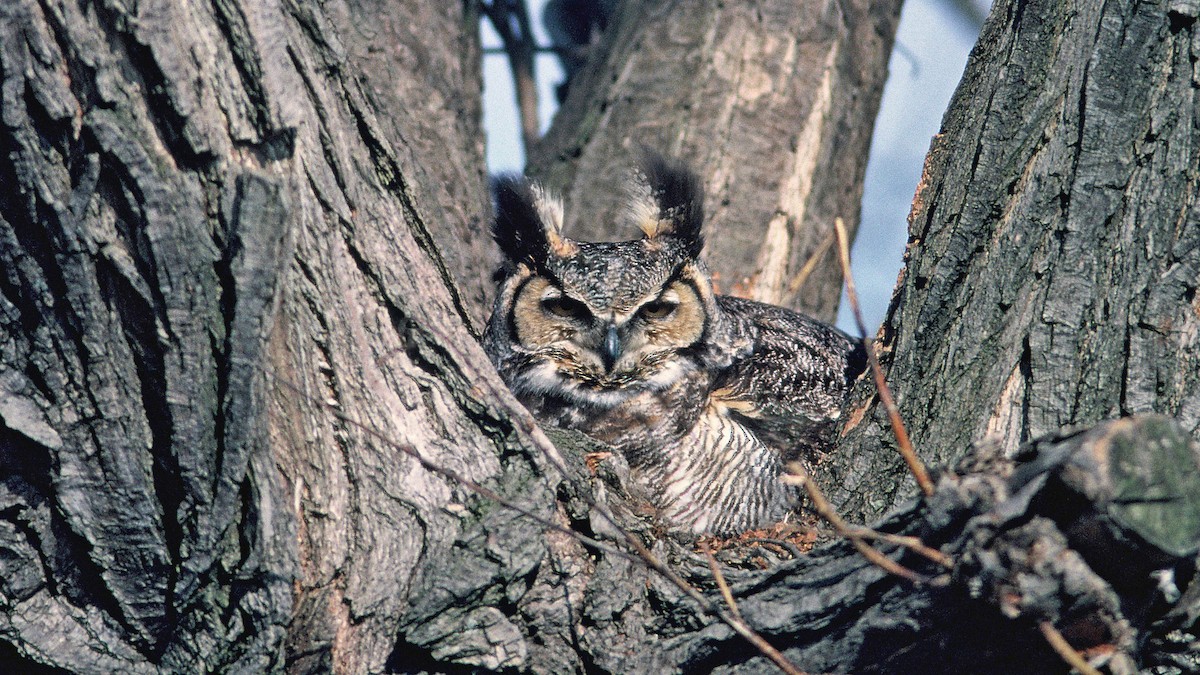 Great Horned Owl - ML52147041