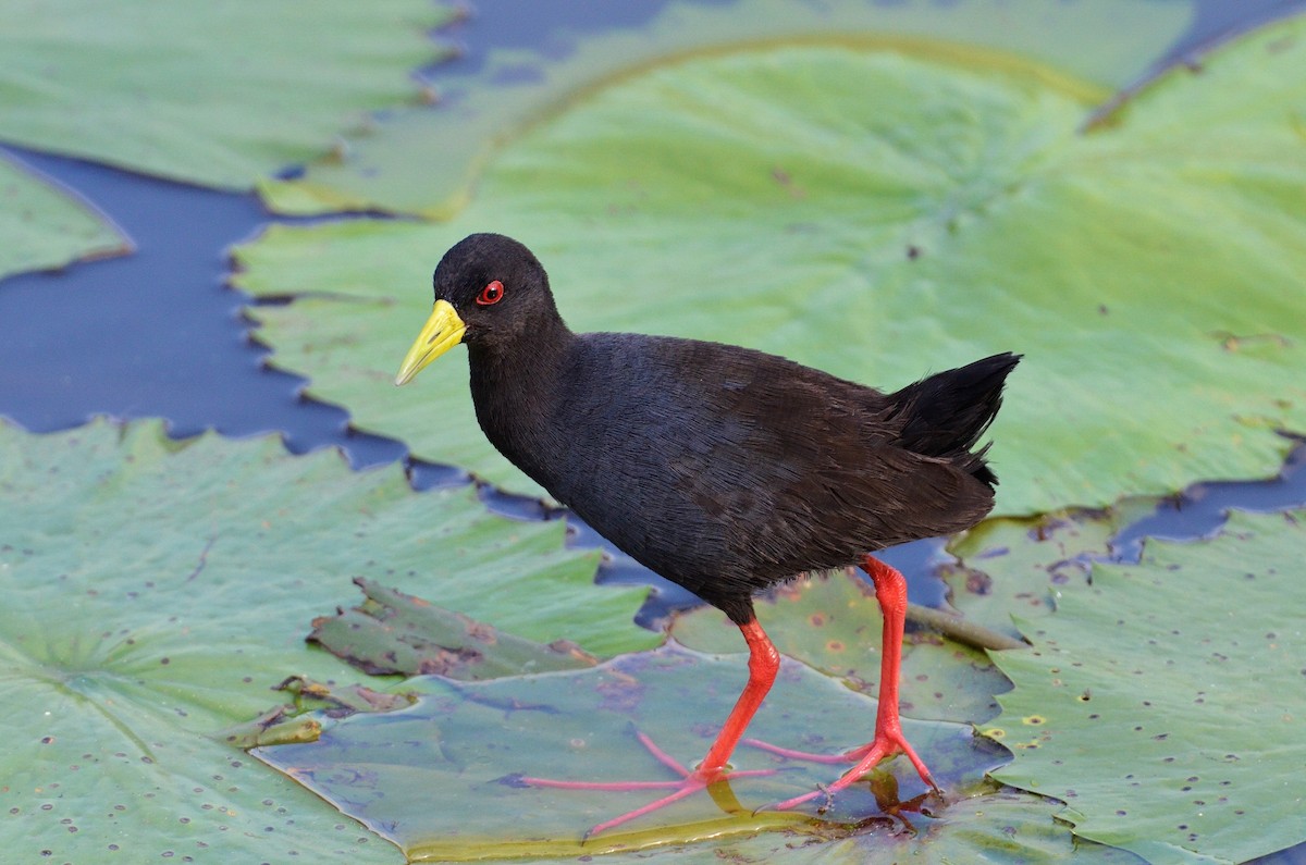 Black Crake - Zapornia flavirostra - Birds of the World
