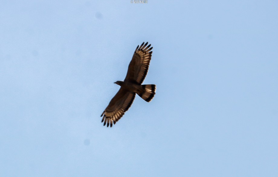 Crested Serpent-Eagle - ML52147261