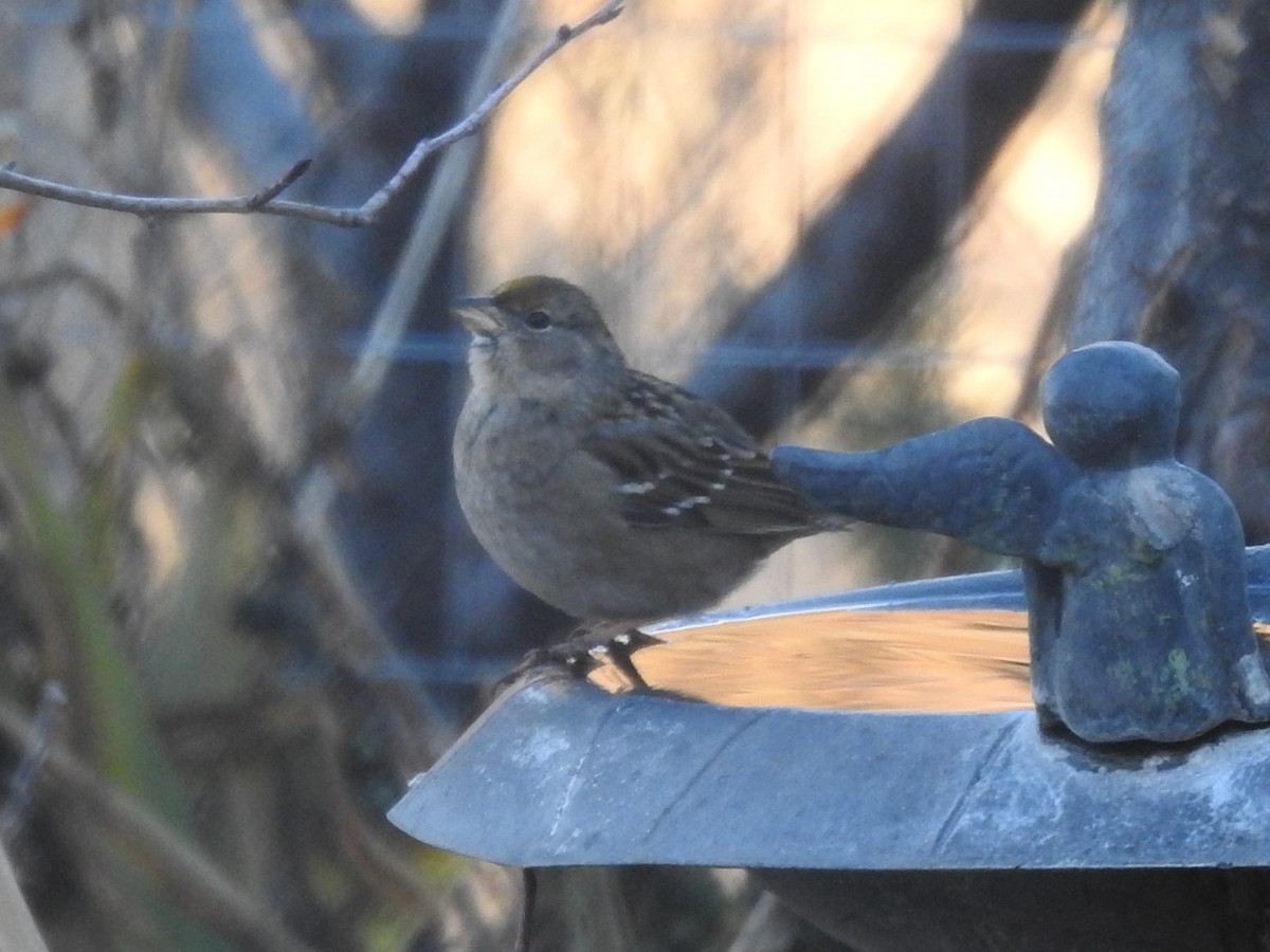 Golden-crowned Sparrow - ML521478331