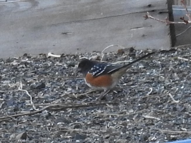 Spotted Towhee - ML521478441