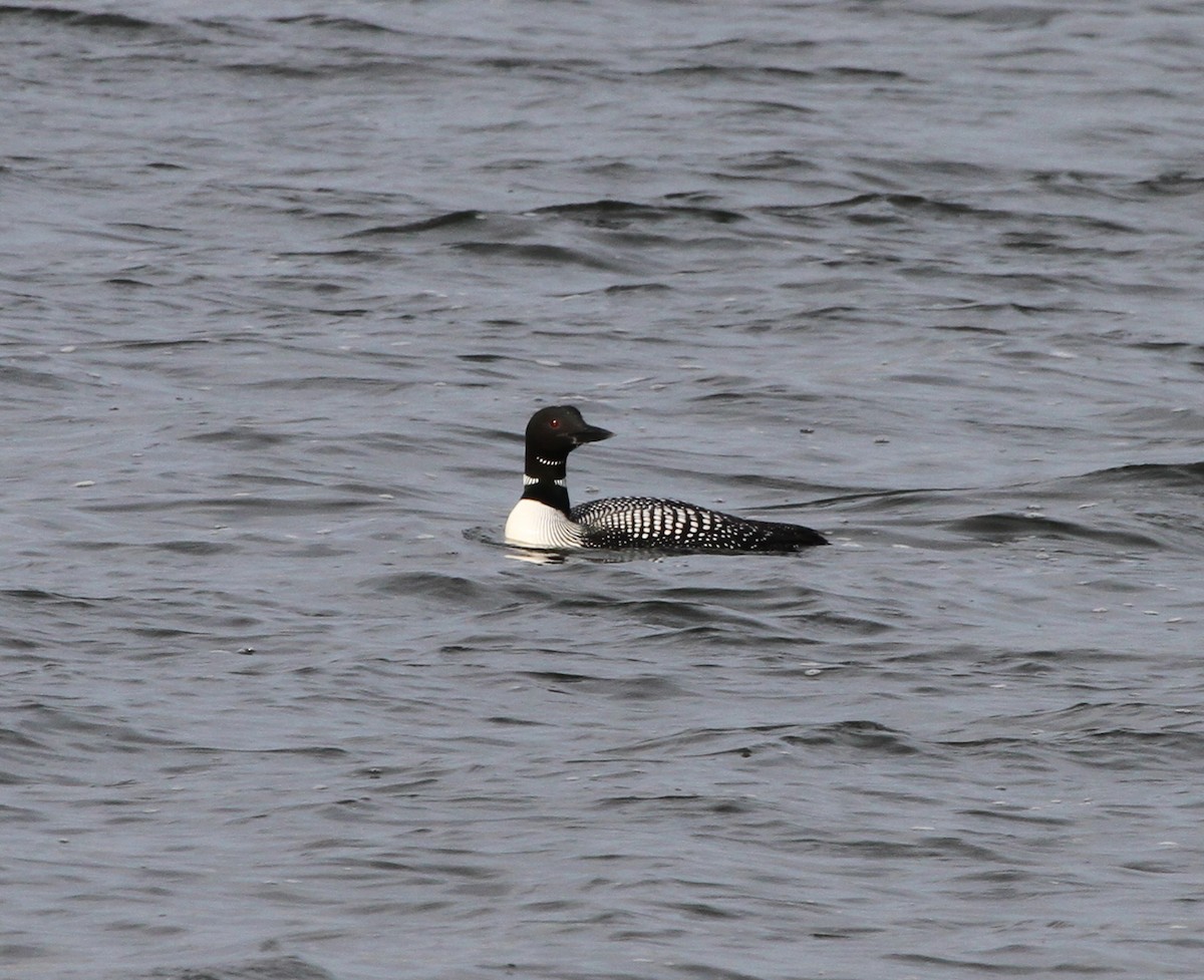 Common Loon - Jeff Wahl