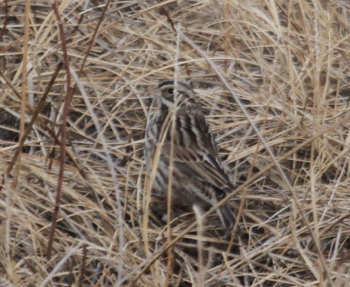 Savannah Sparrow (Savannah) - ML521479991