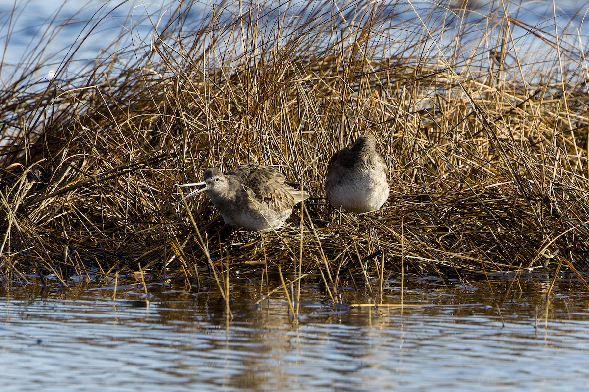 Long-billed Dowitcher - ML521482181