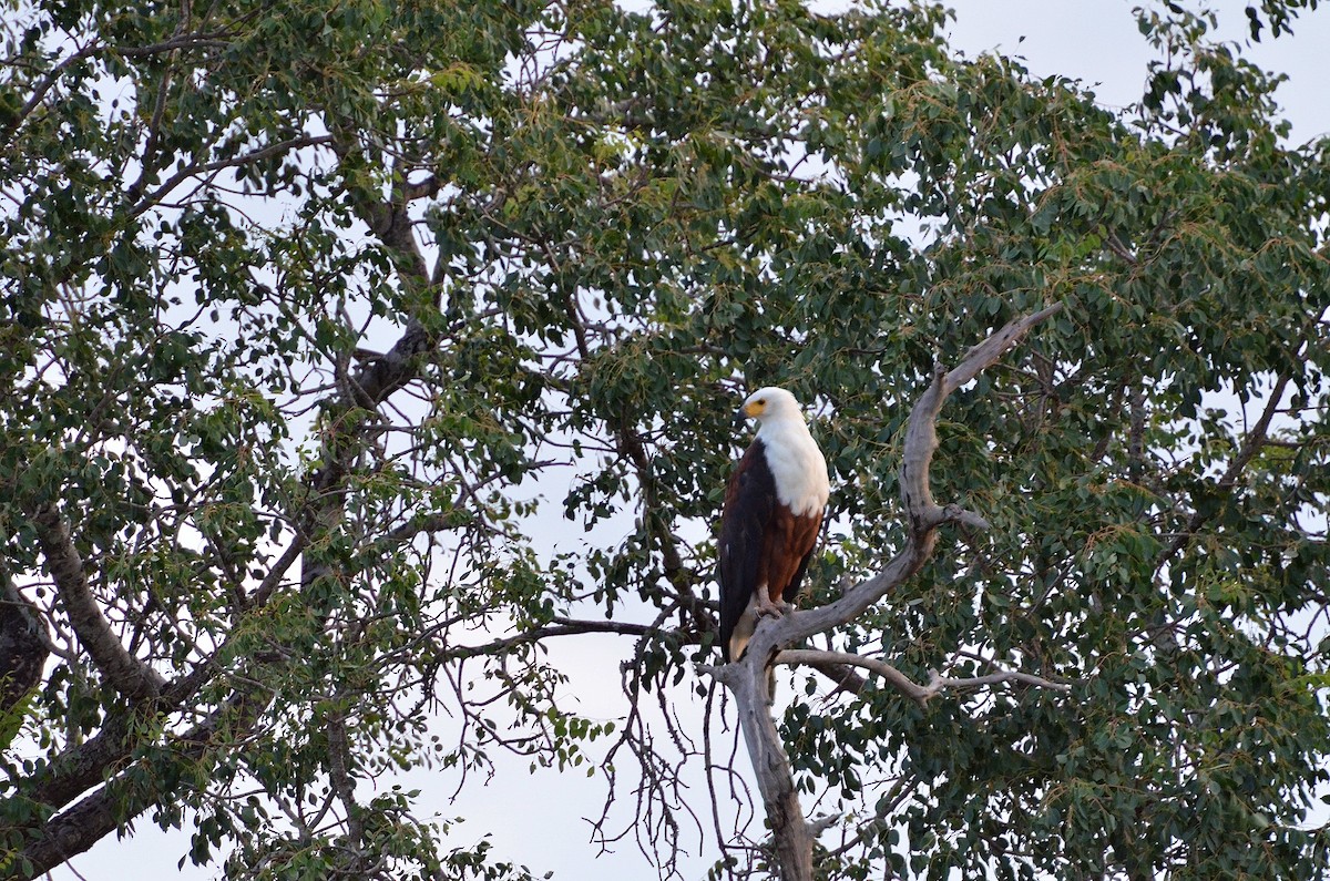African Fish-Eagle - Terence Alexander