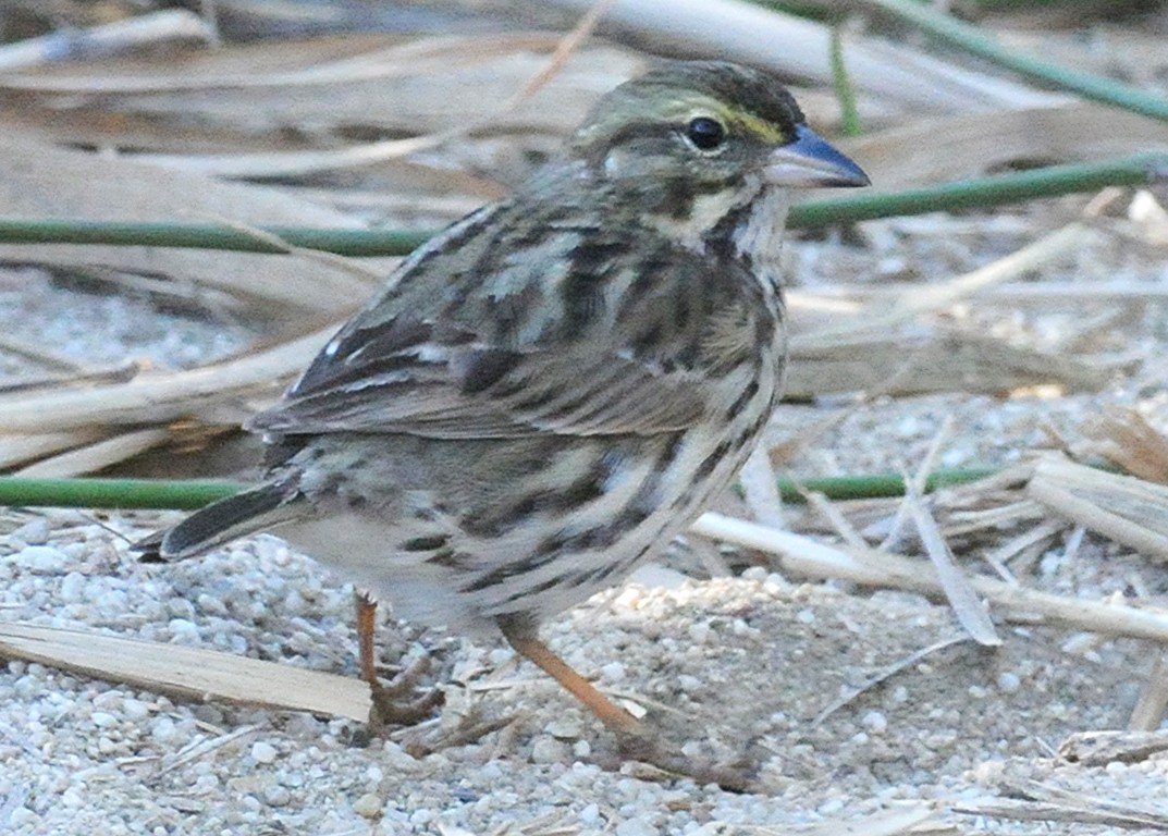 Savannah Sparrow (Belding's) - ML52148361