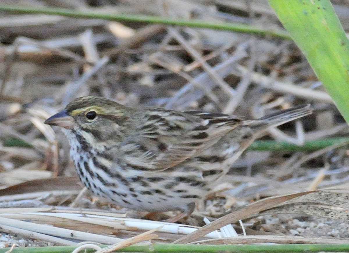 Savannah Sparrow (Belding's) - ML52148371