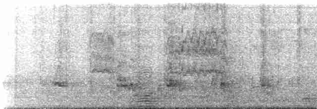 Ібіс молуцький - ML521489561