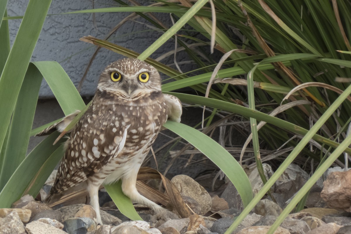 Burrowing Owl - ML521492111