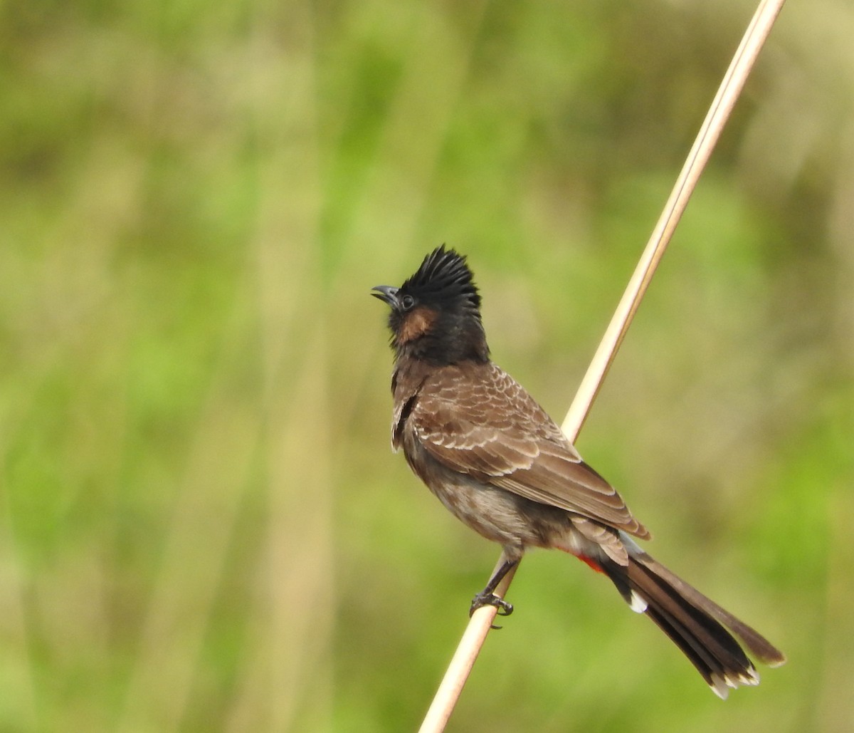 Red-vented Bulbul - ML52149321