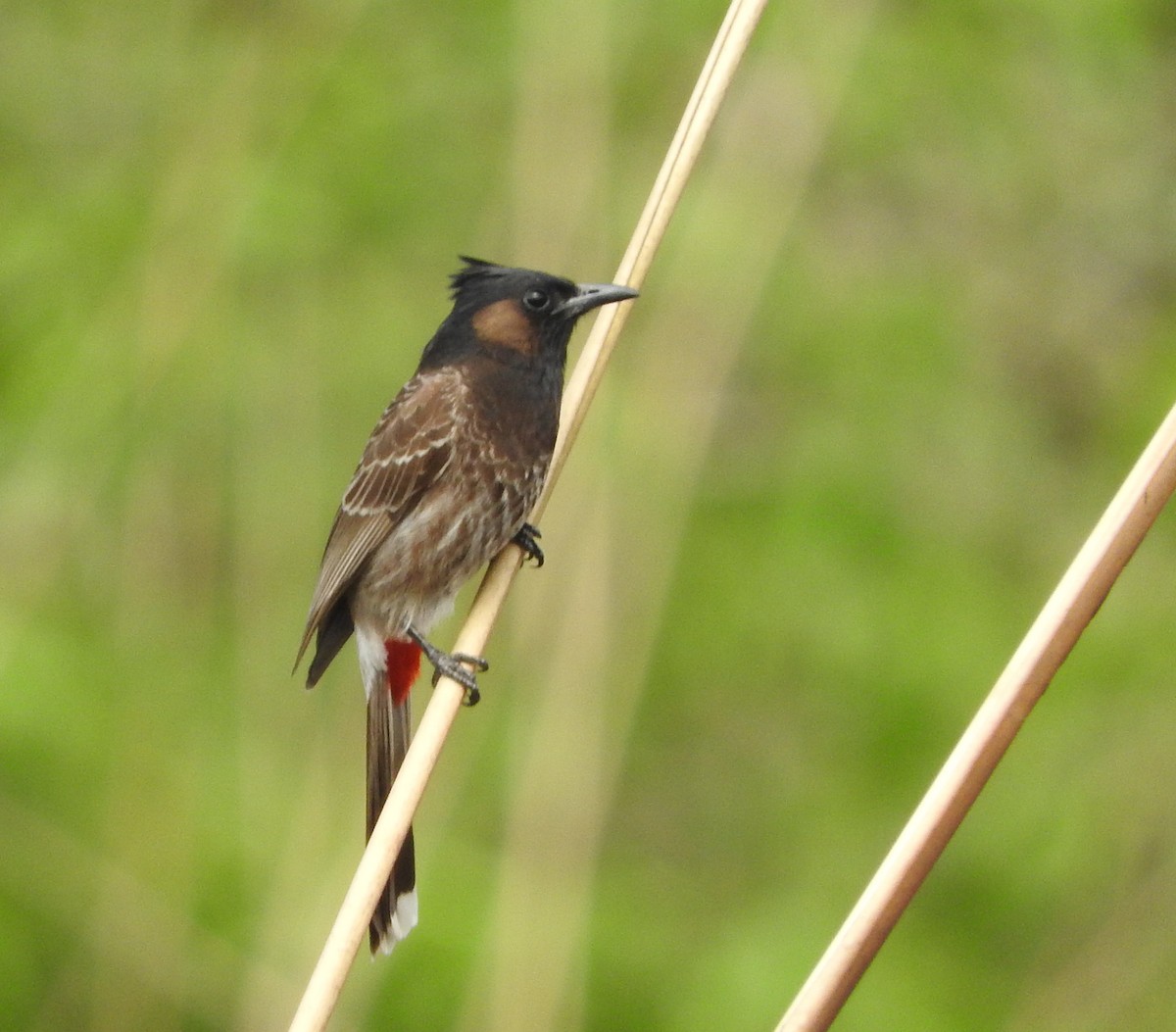 Red-vented Bulbul - ML52149331