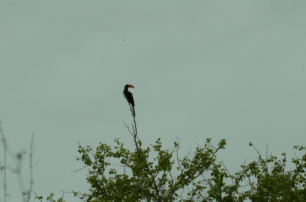 Crowned Hornbill - Terence Alexander