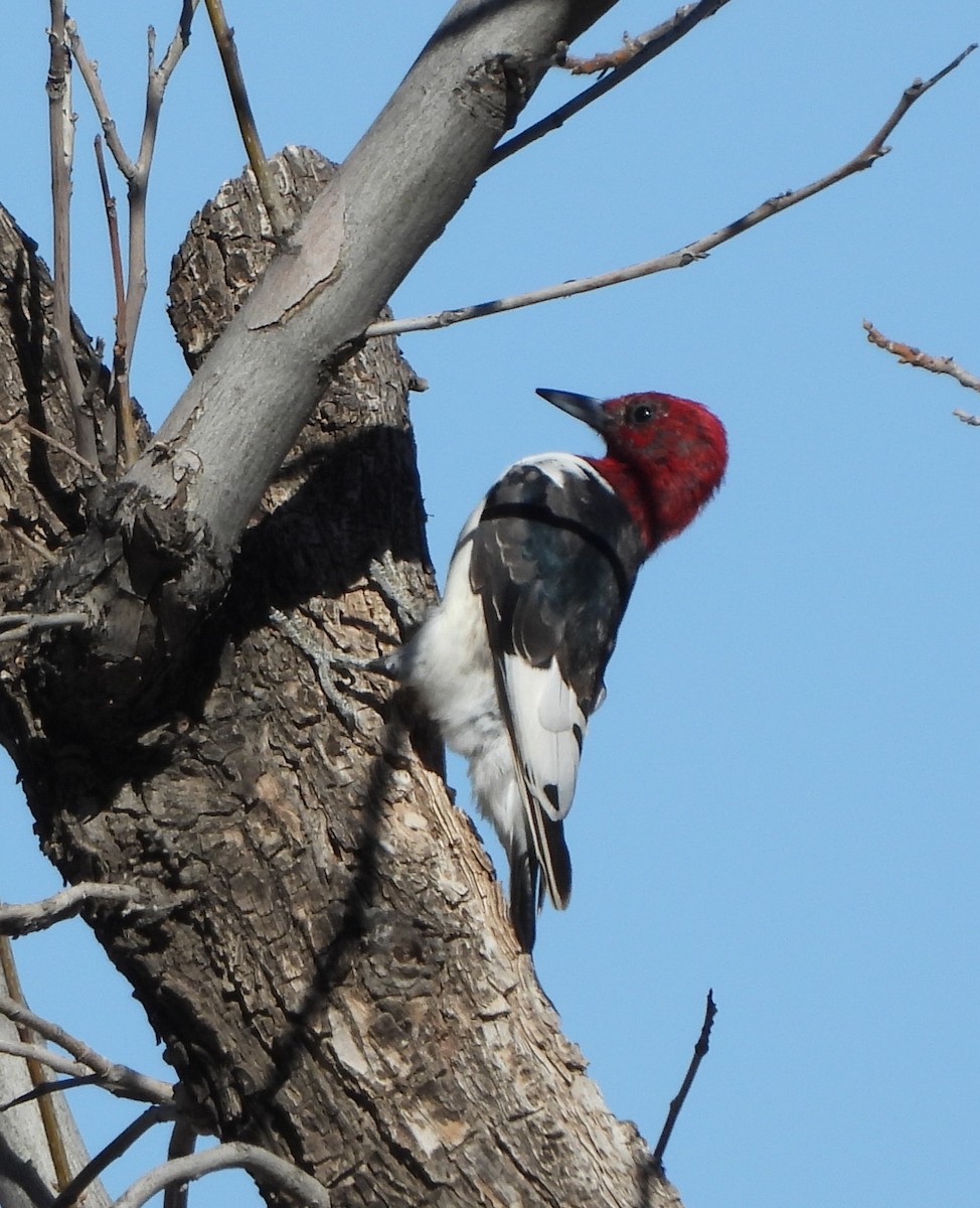 eBird Checklist - 7 Jan 2023 - stakeout Red-headed Woodpecker, San ...