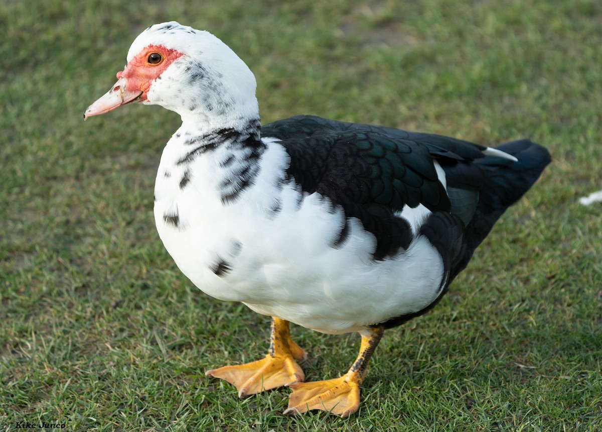 Muscovy Duck (Domestic type) - Kike Junco