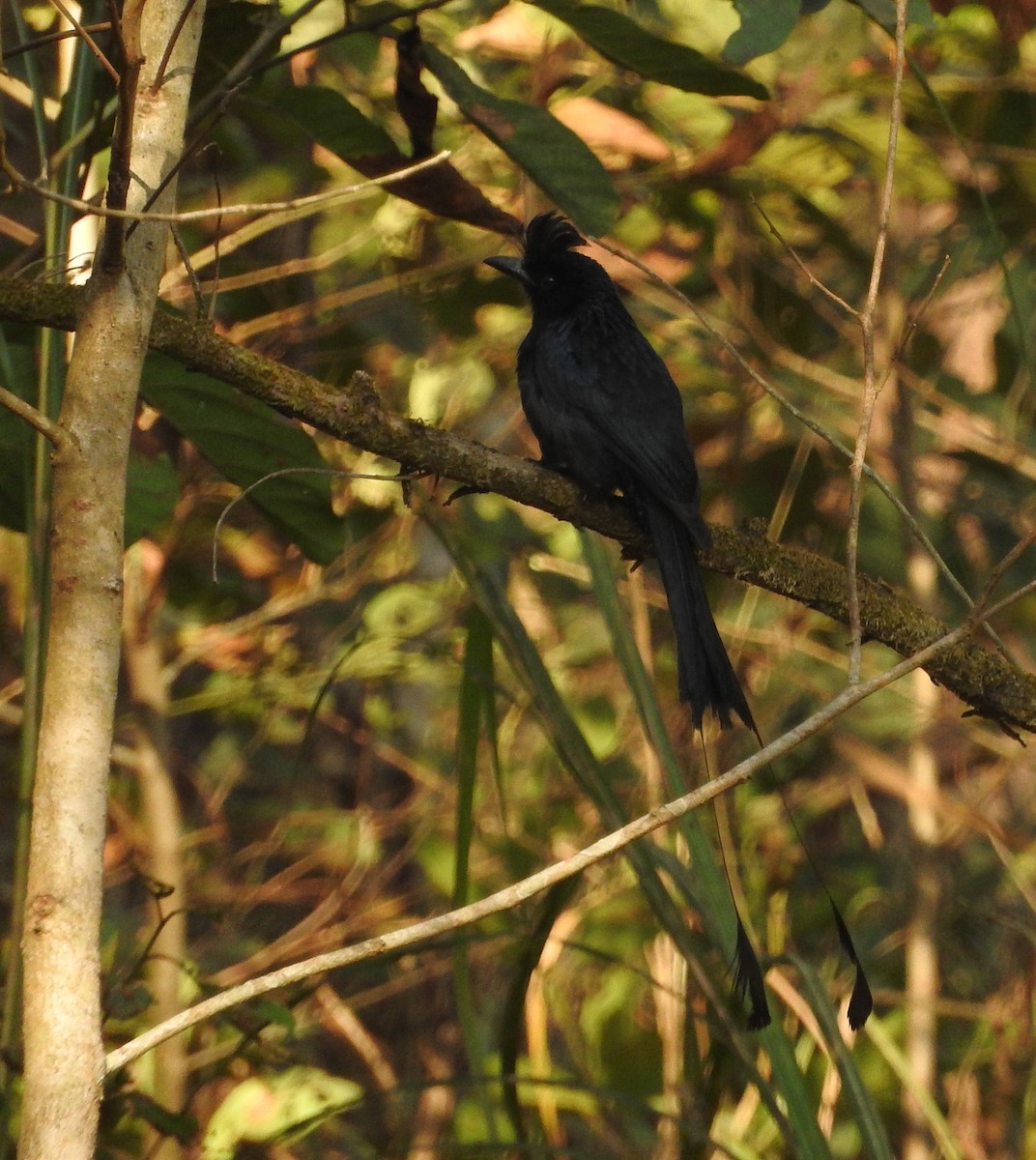 Greater Racket-tailed Drongo - ML52150311