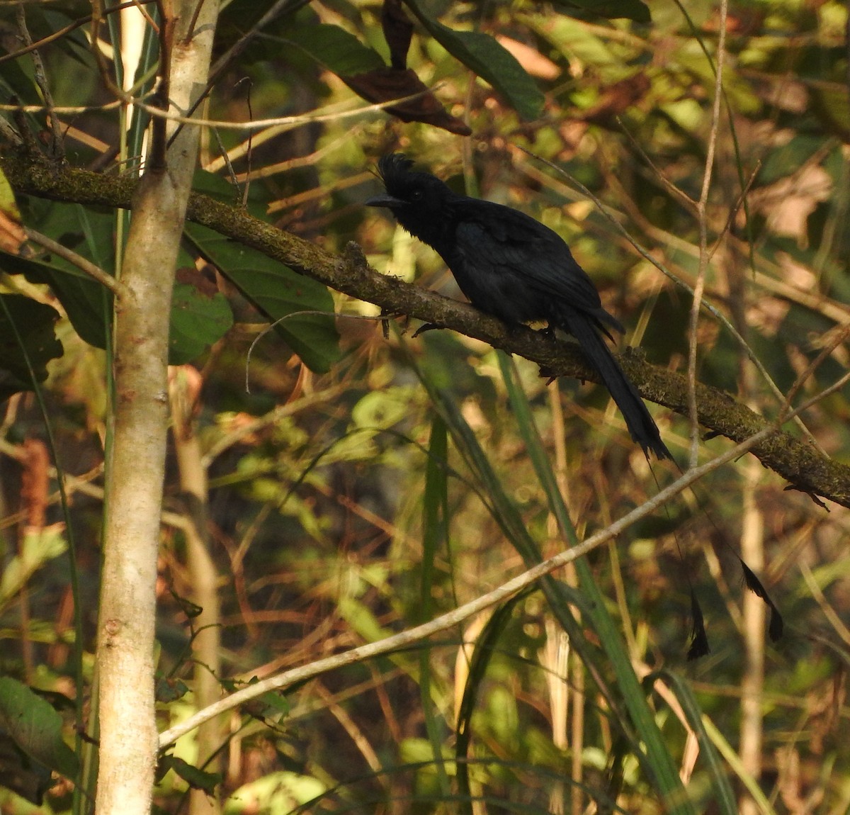 Greater Racket-tailed Drongo - ML52150331