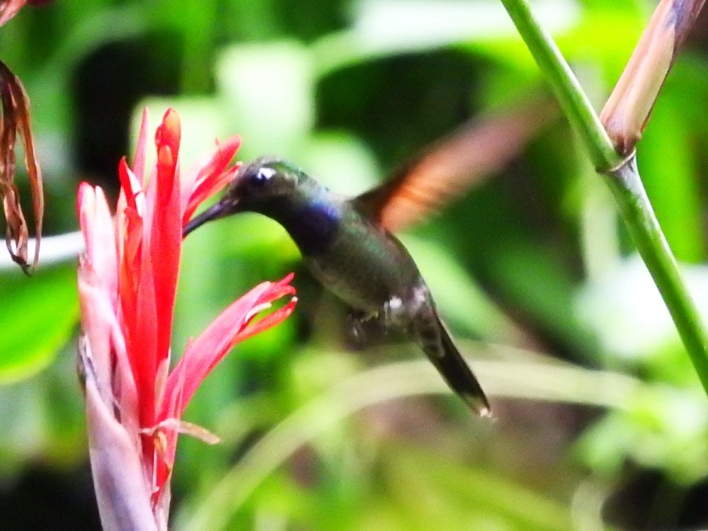 Violet-chested Hummingbird - ML521503871