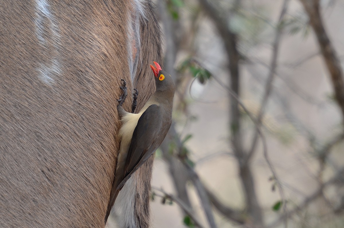 Red-billed Oxpecker - ML52150391