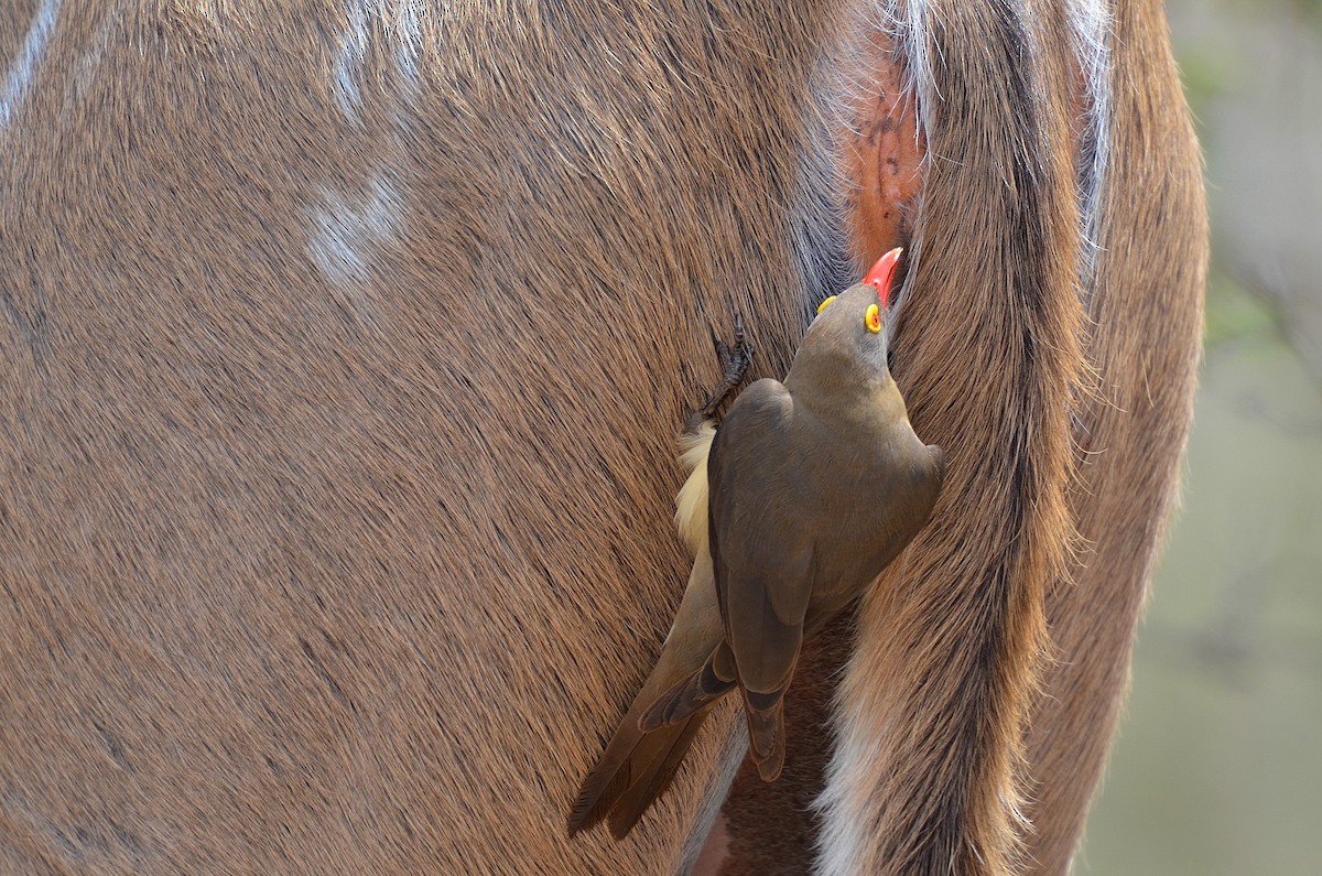 Red-billed Oxpecker - ML52150521