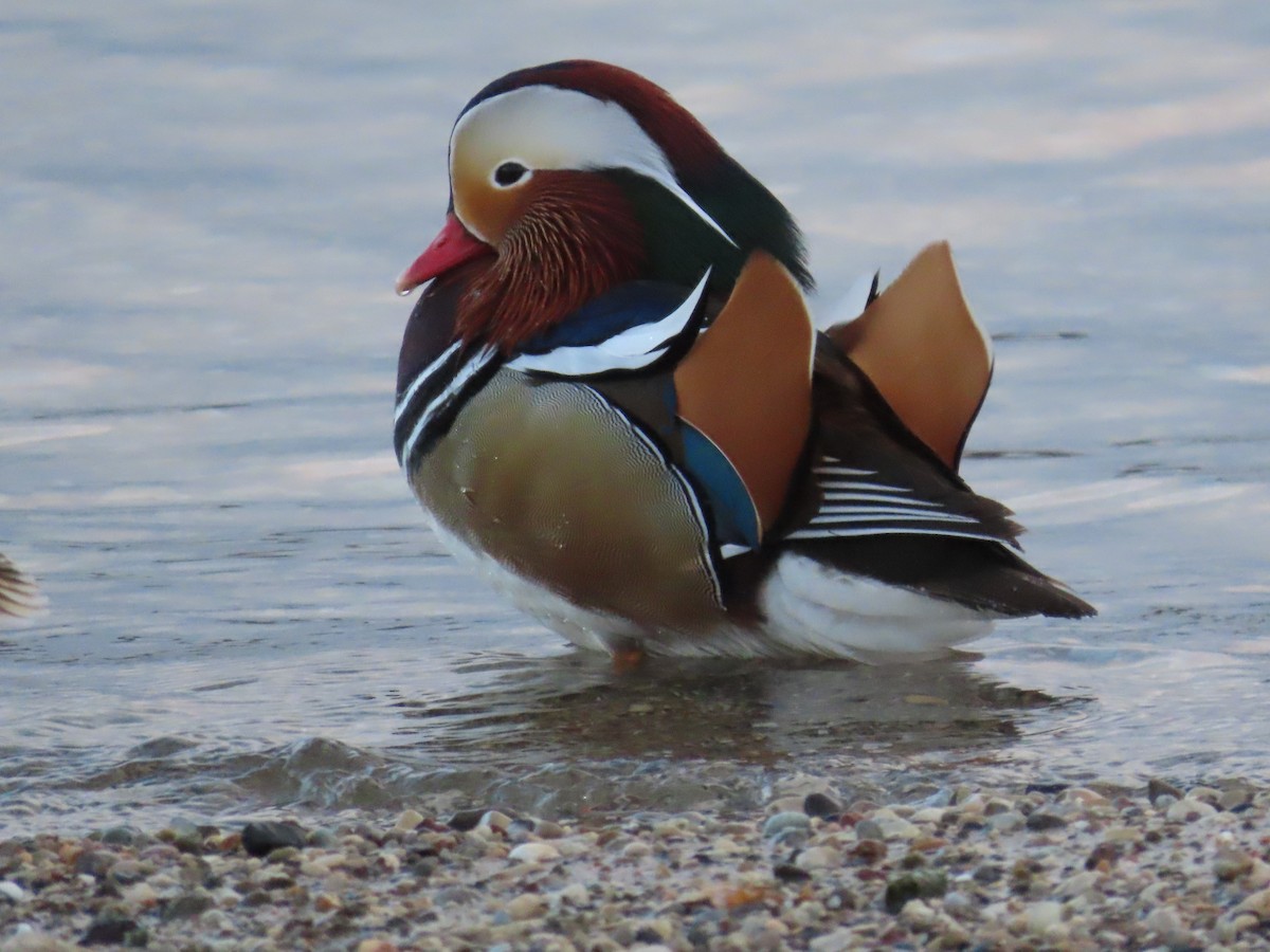 south shore yacht club duck