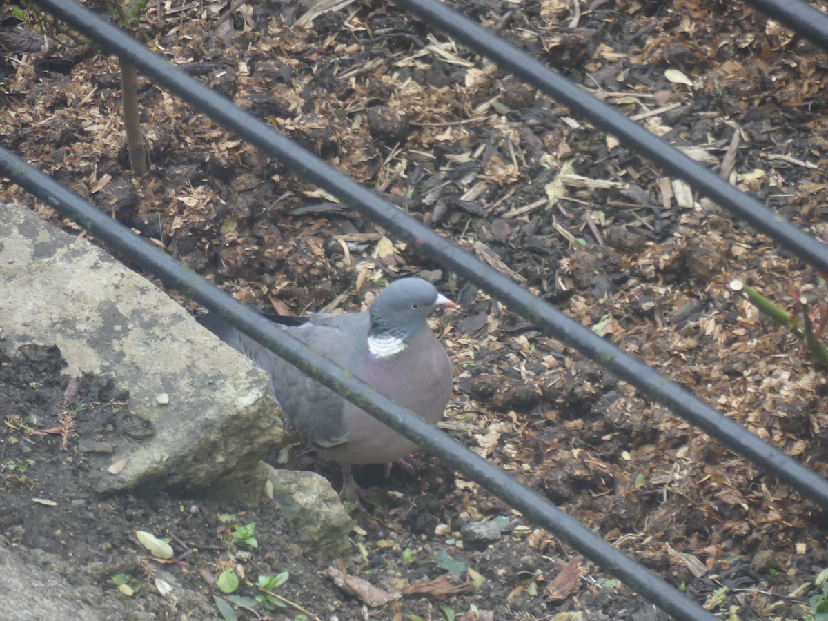 Common Wood-Pigeon - ML52152241