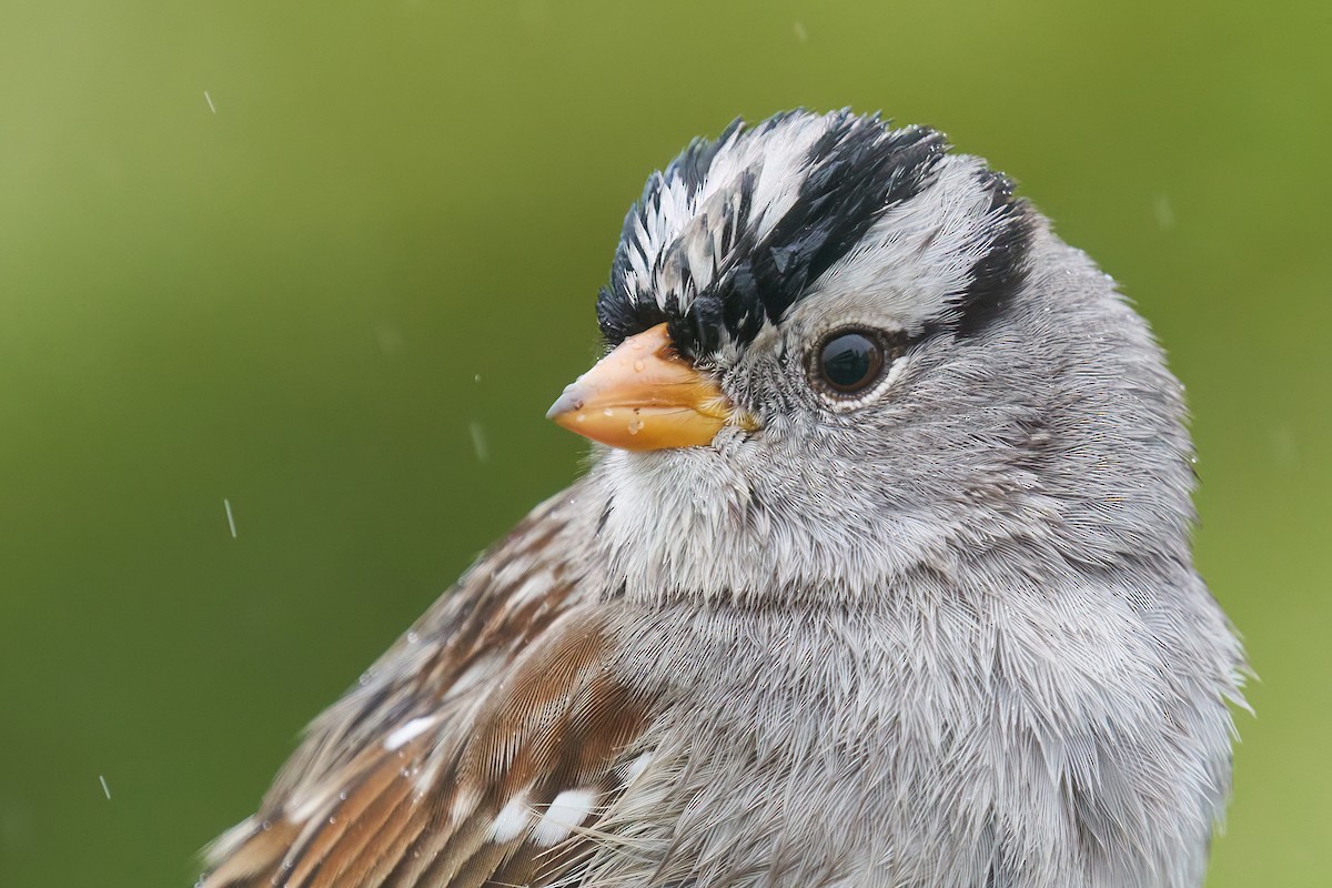 White-crowned Sparrow - ML521522671