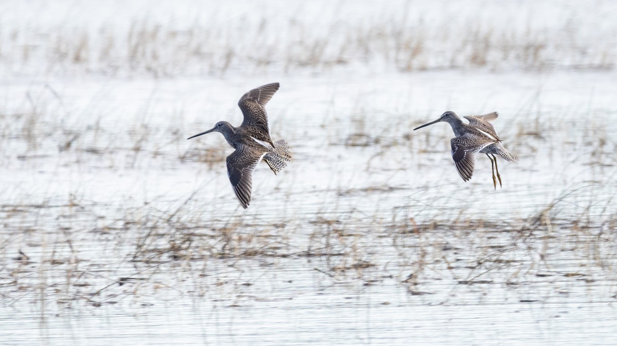 Long-billed Dowitcher - ML521524761