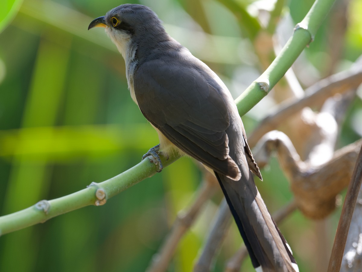 Mangrove Cuckoo - ML521528351