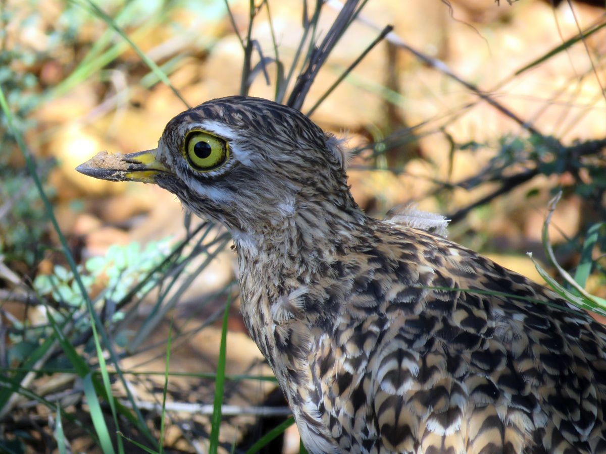 Spotted Thick-knee - Chris Butler