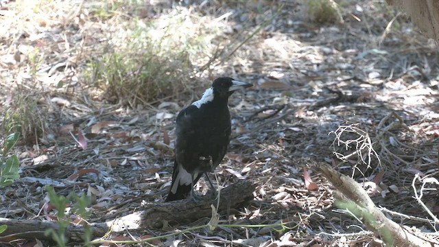 Australian Magpie (Western) - ML521530441