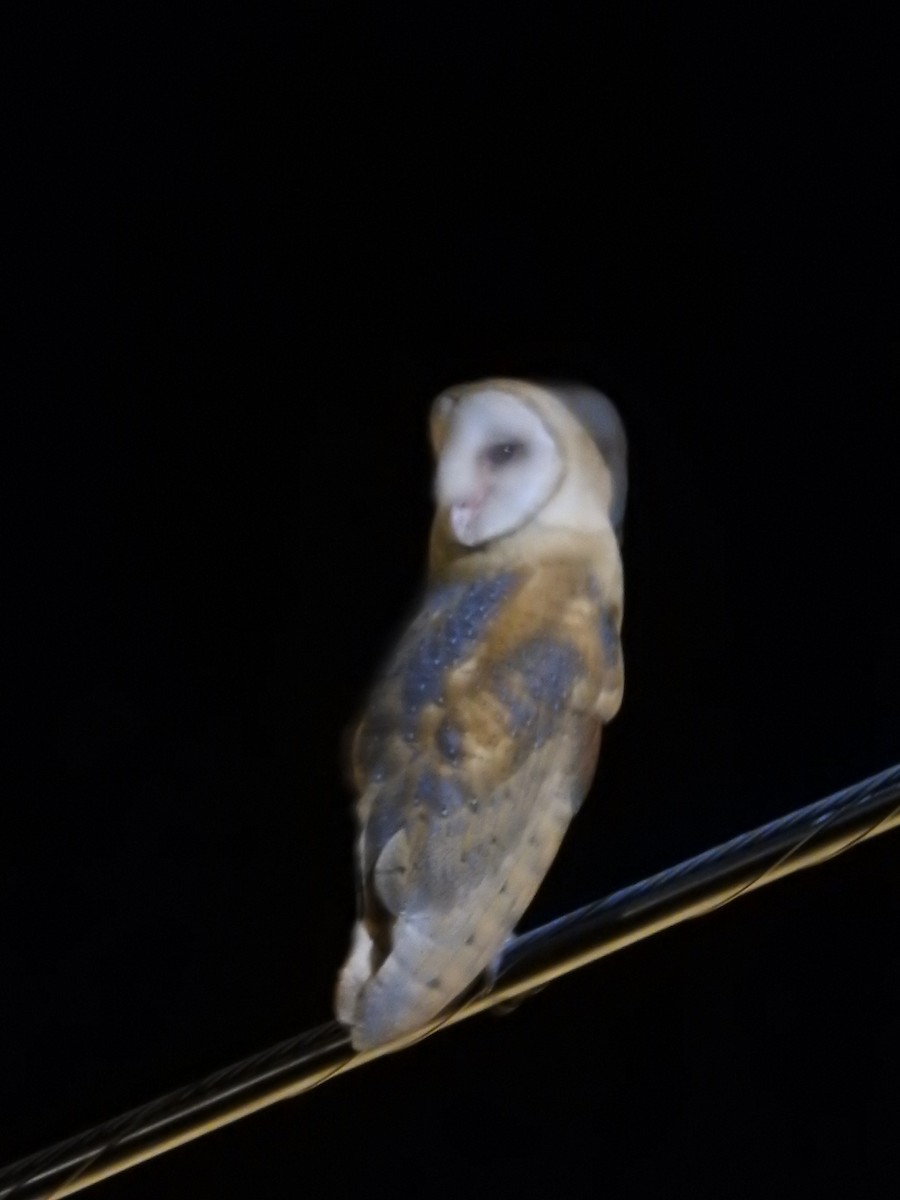Barn Owl - Ariel Gonzalez