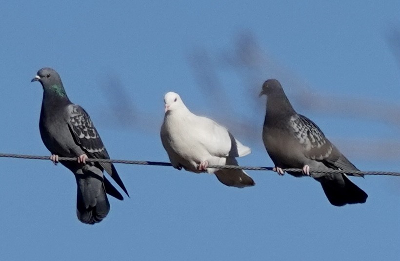 Rock Pigeon (Feral Pigeon) - ML521535941