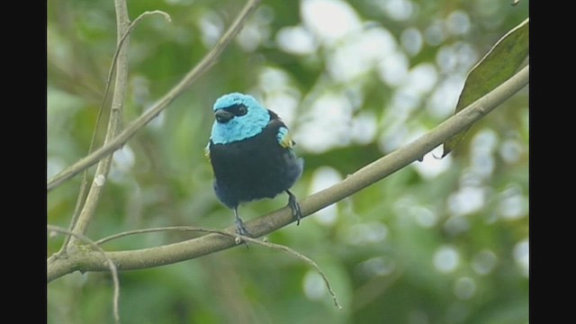 Blue-necked Tanager - ML521547881