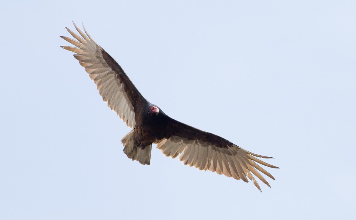 Turkey Vulture - Darren Clark