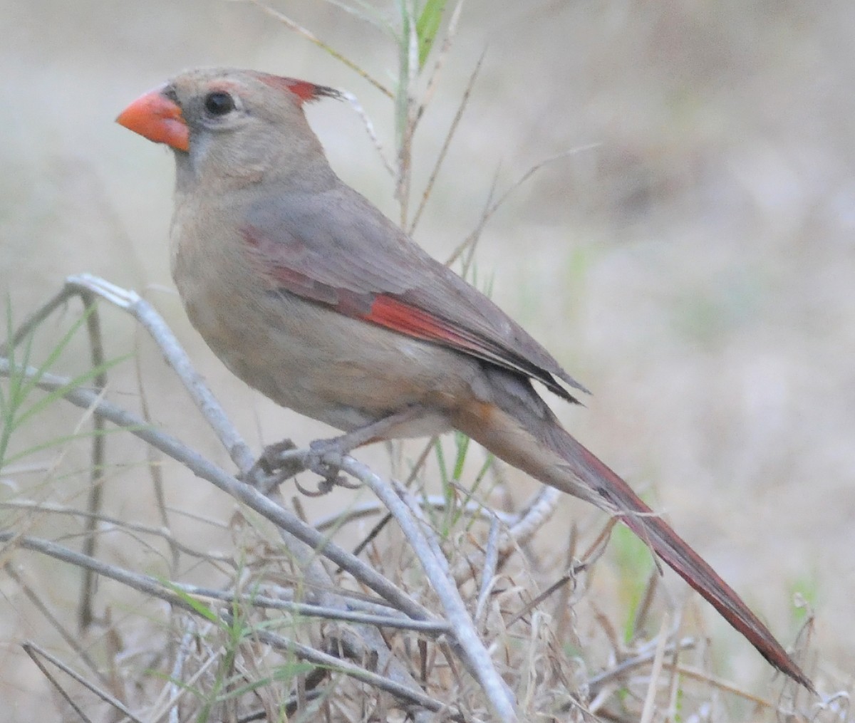 Northern Cardinal x Pyrrhuloxia (hybrid) - ML52155151