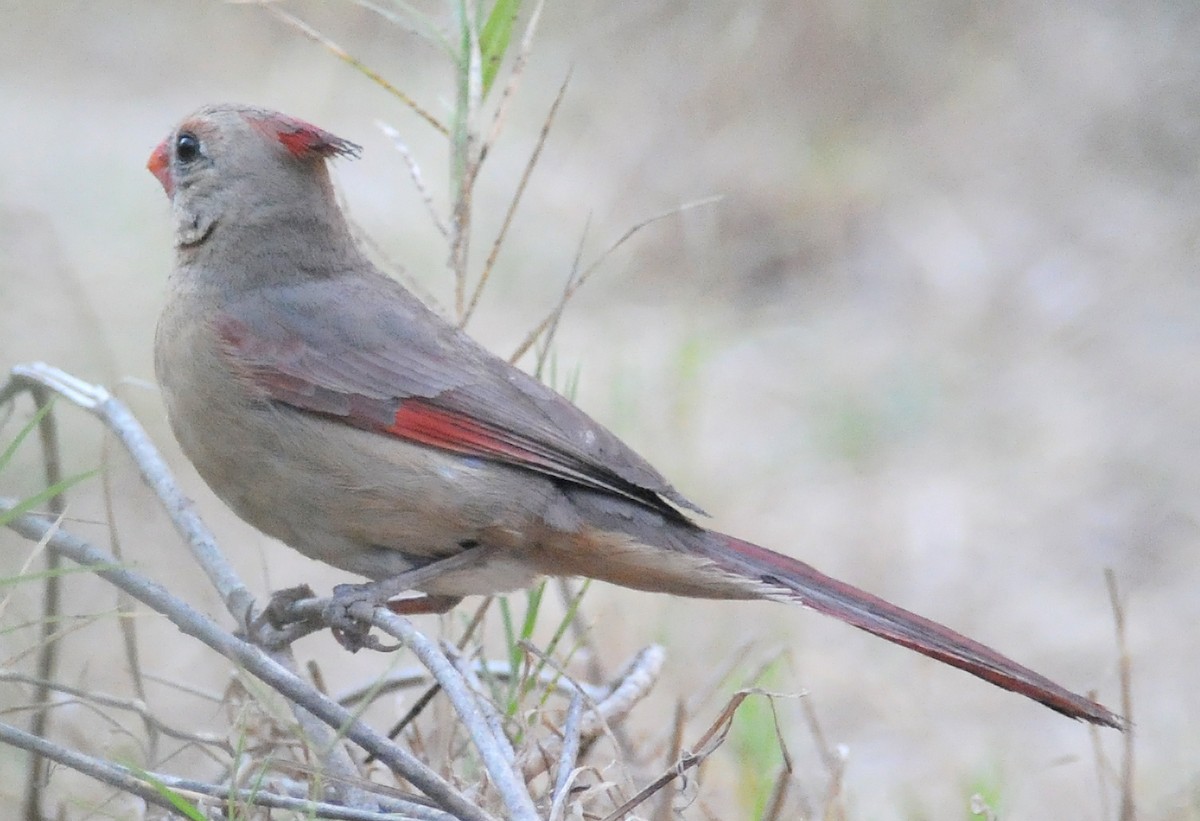 Northern Cardinal x Pyrrhuloxia (hybrid) - ML52155171