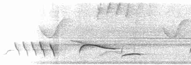 Coraya Wren - ML521553291