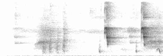  - White-throated Magpie-Jay