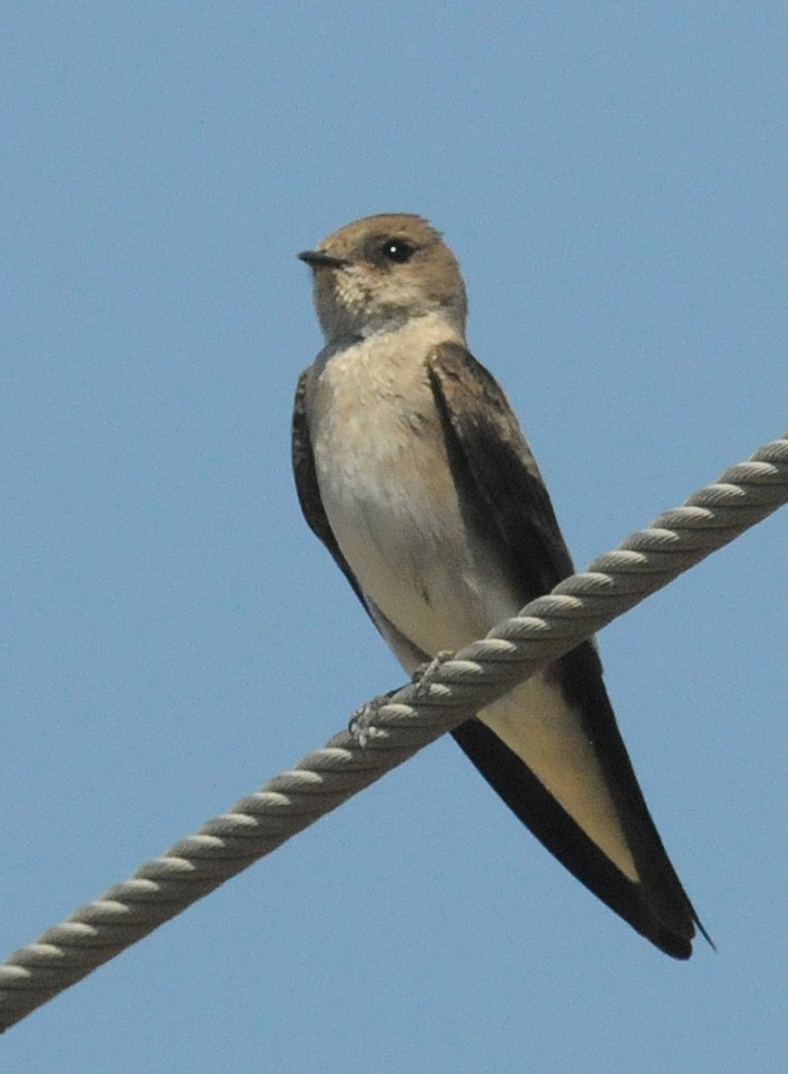 Northern Rough-winged Swallow - ML52155491