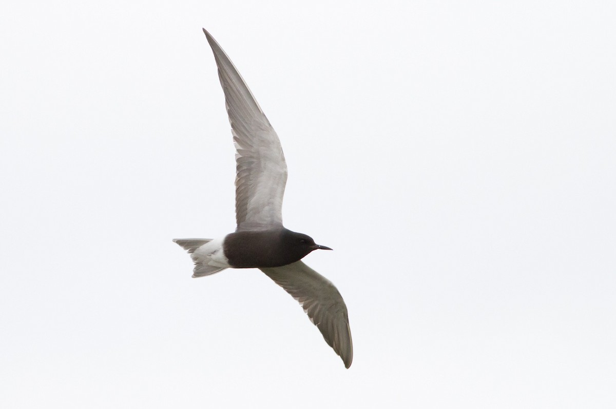 Black Tern - Darren Clark