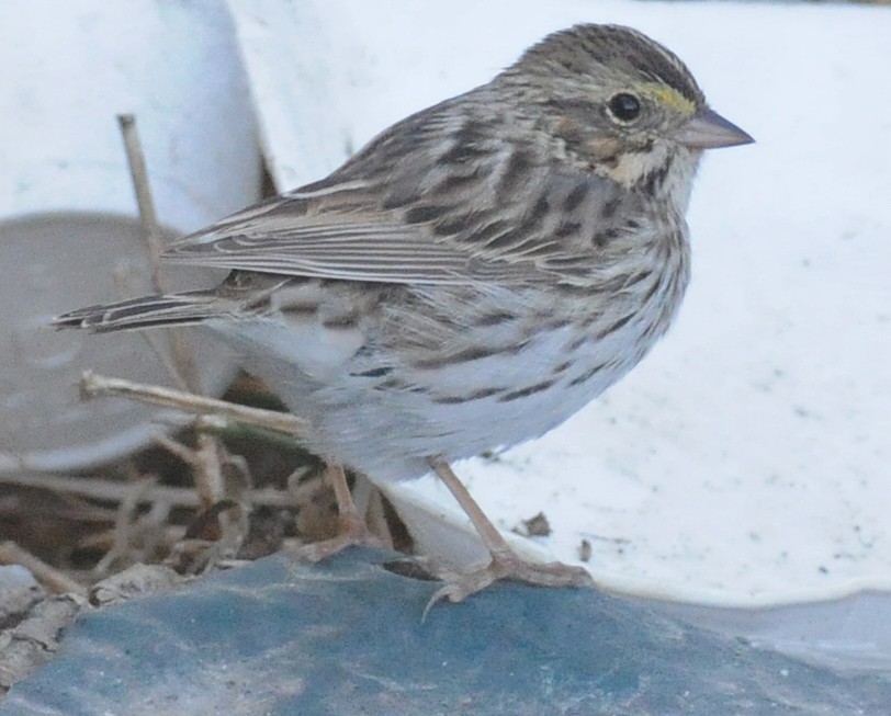Savannah Sparrow (Savannah) - ML52155531