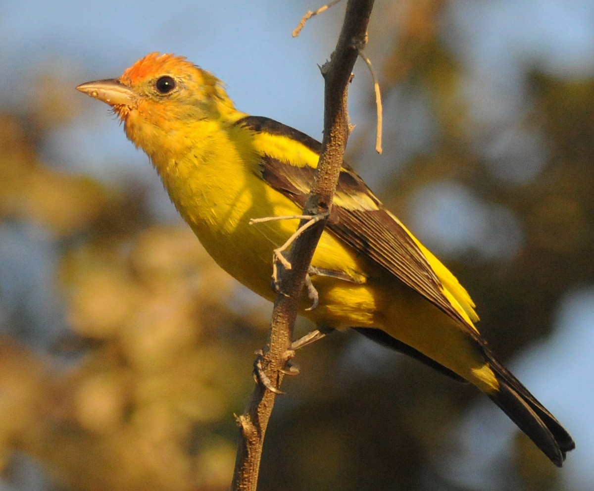 Western Tanager - ML52155871