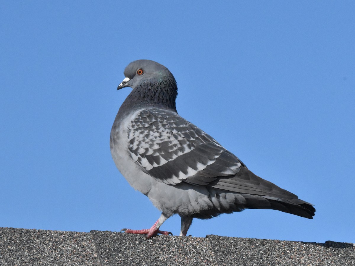 Rock Pigeon (Feral Pigeon) - ML521559921