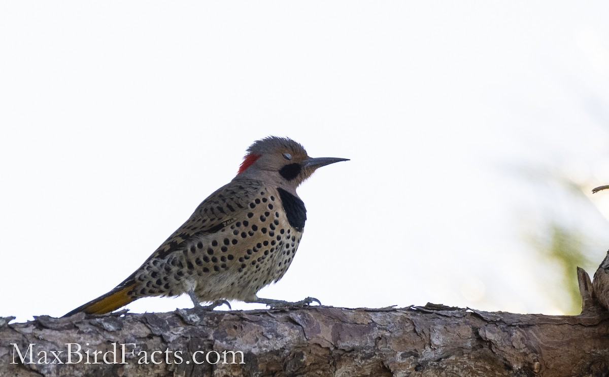 Northern Flicker (Yellow-shafted) - ML521566941