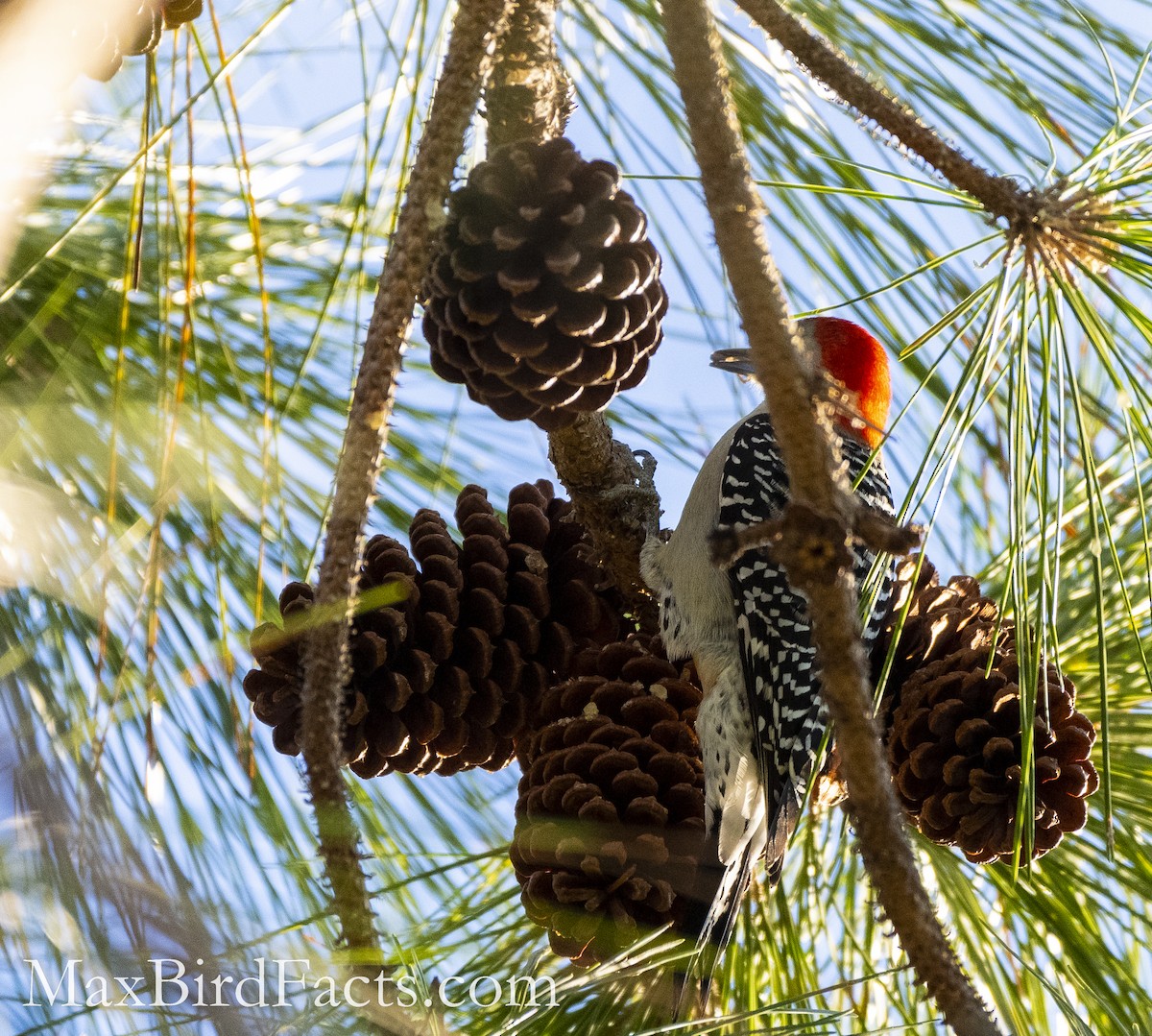 Red-bellied Woodpecker - Maxfield Weakley