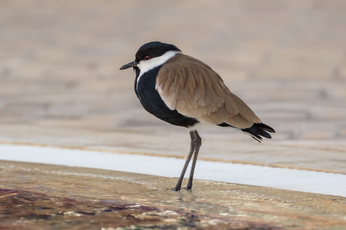 Spur-winged Lapwing - ML521567531